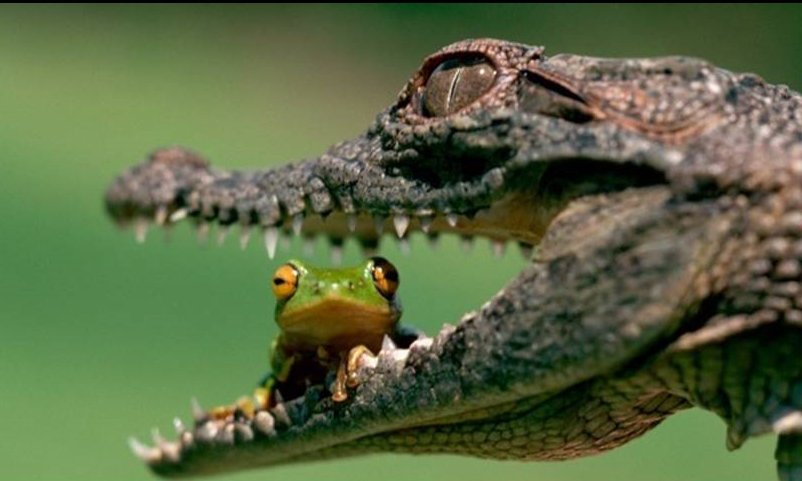 False sense of security in a crocodile's mouth False sense of security in a crocodile's mouth