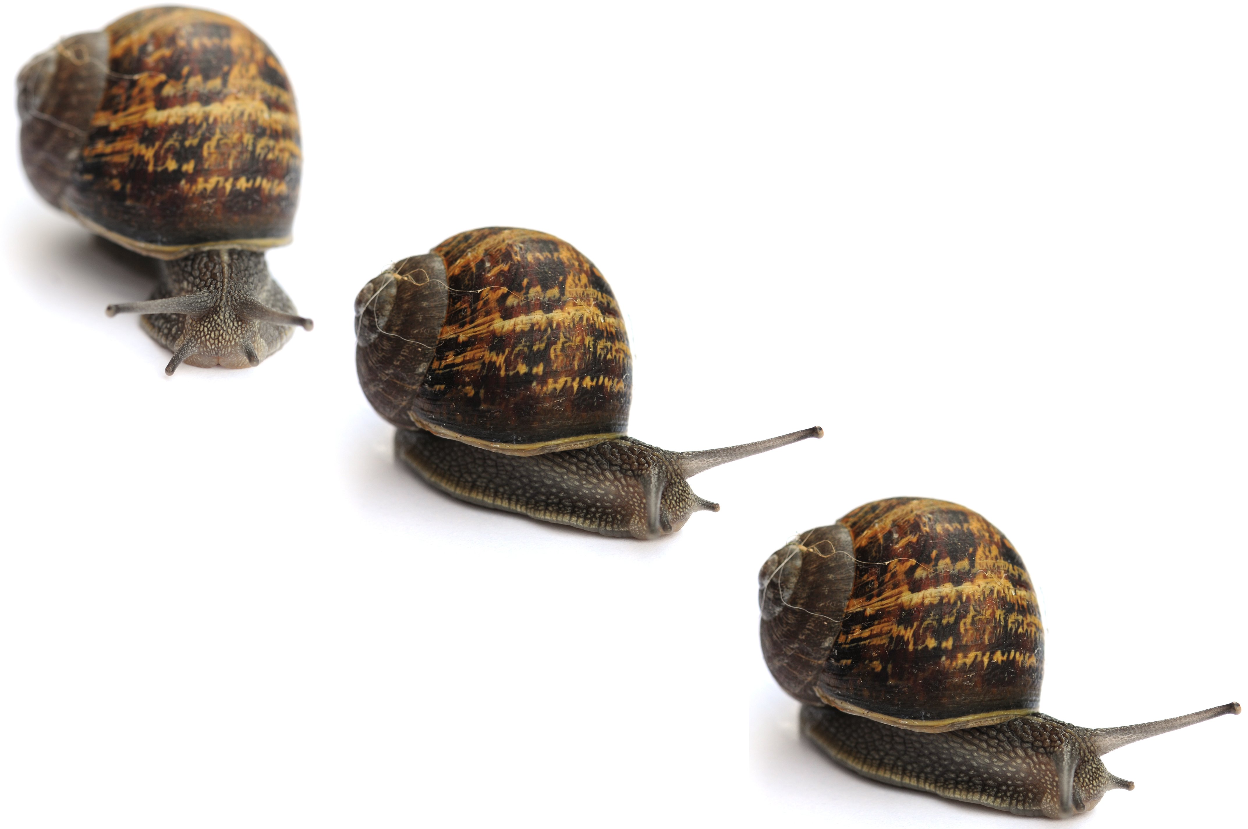 picture of snails racing